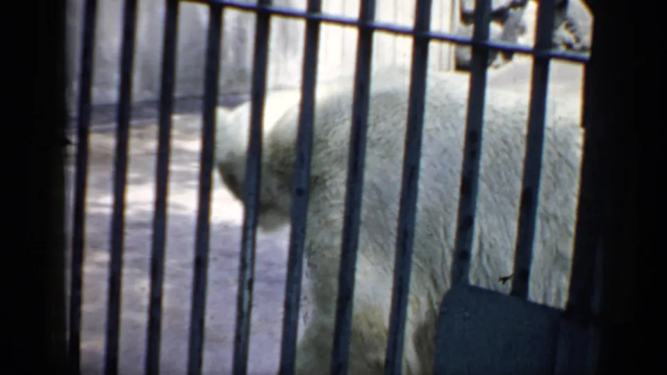 A polar bear is partly visible behind dark vertical bars, its white fur contrasting with the shaded enclosure foreground.