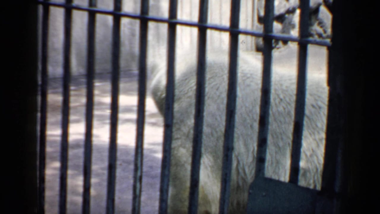 Polar bear seen behind vertical metal bars in a concrete zoo enclosure.