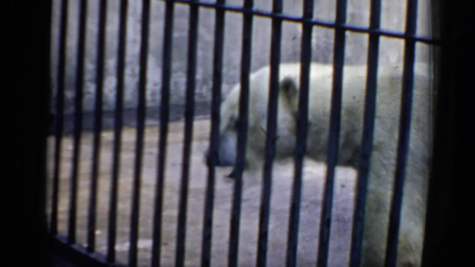 1957 Chicago 8mm frame showing the polar bear in profile behind dark enclosure bars, with concrete walls in the background.
