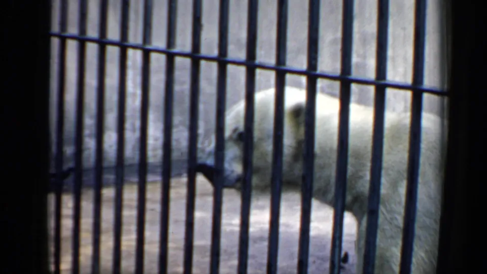 1957 Chicago 8mm frame of a polar bear moving close to the bars, with its head lowered inside the concrete habitat.