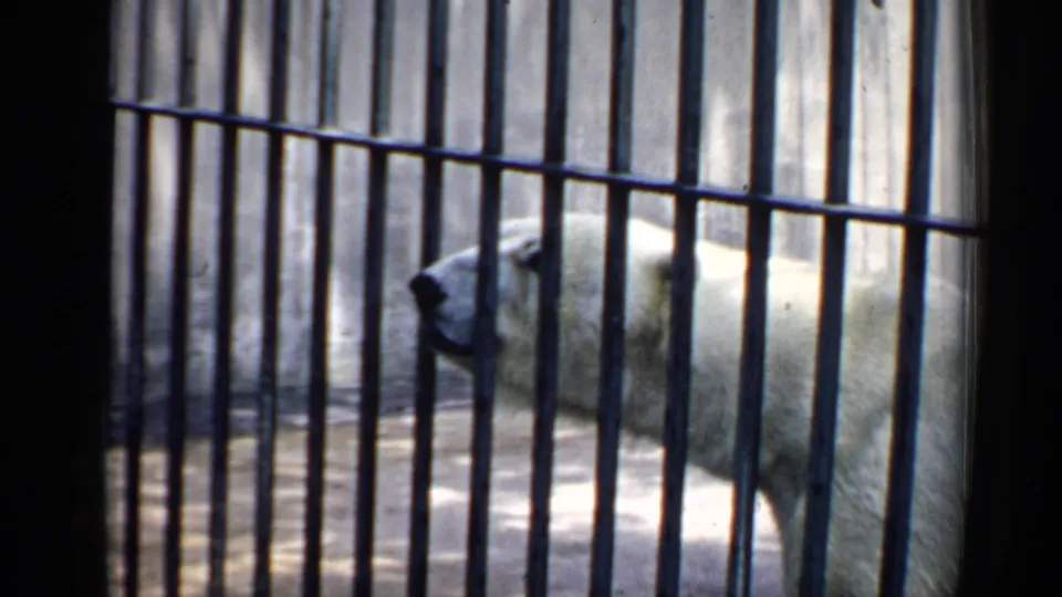 1957 Chicago 8mm frame with the polar bear in side view behind vertical bars, its white fur bright against the concrete enclosure.