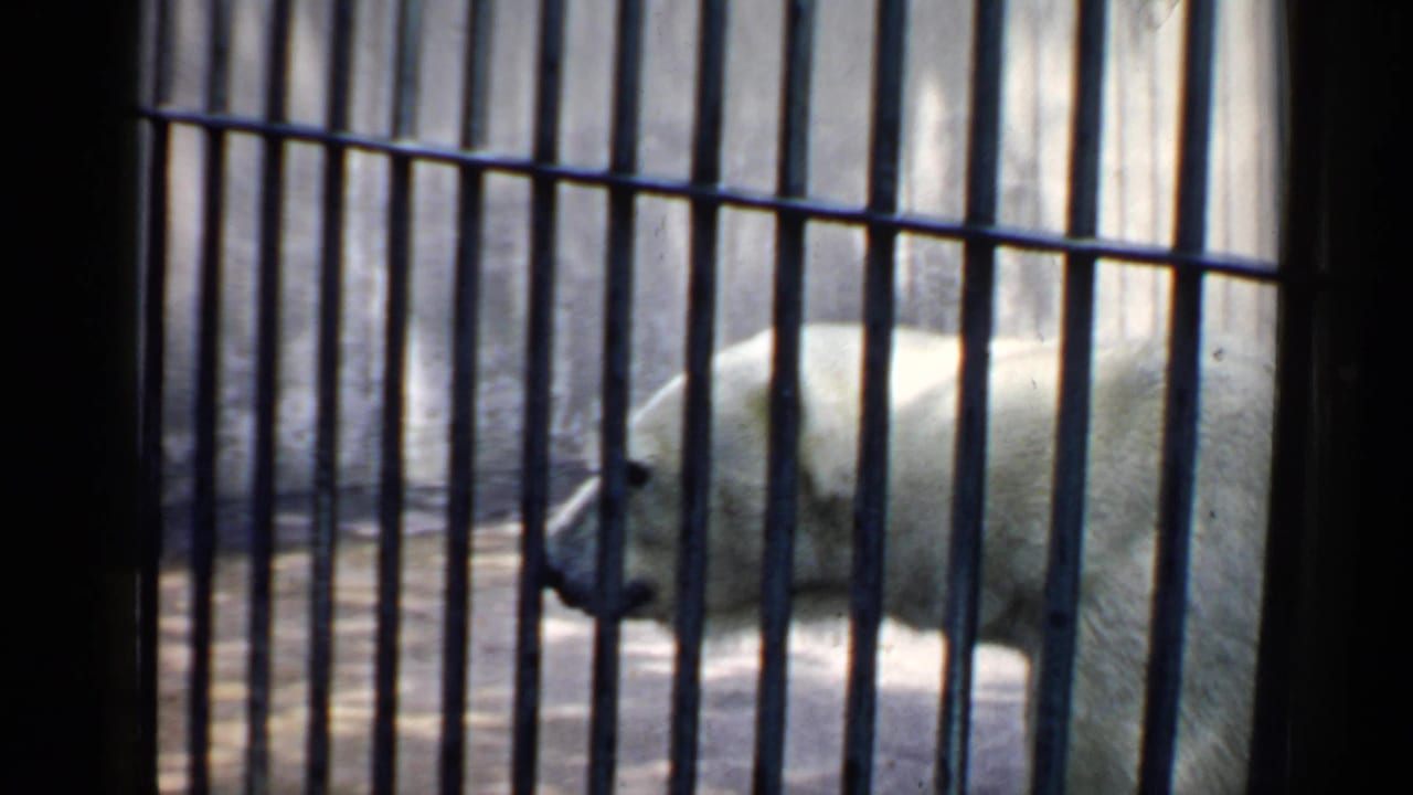 Polar bear walking behind vertical metal bars in a zoo enclosure.