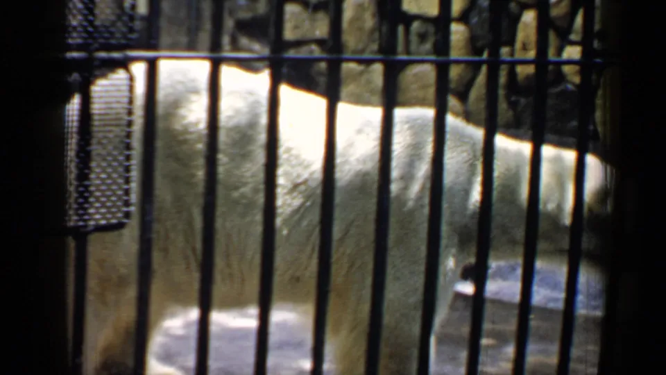 The polar bear passes behind the barred enclosure, with its white body partly cropped by the home-movie frame.