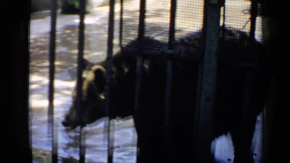A dark bear, likely the black bear described in the clip metadata, walks behind cage bars in the Chicago zoo footage.