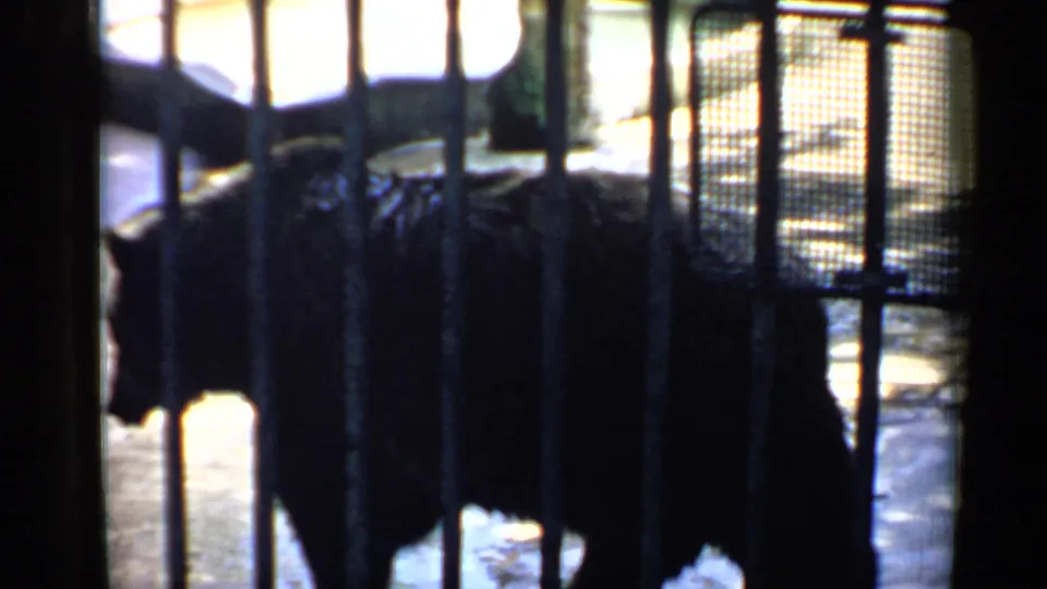 A dark bear stands or walks in profile behind vertical bars, with bright patches of light around the zoo enclosure.
