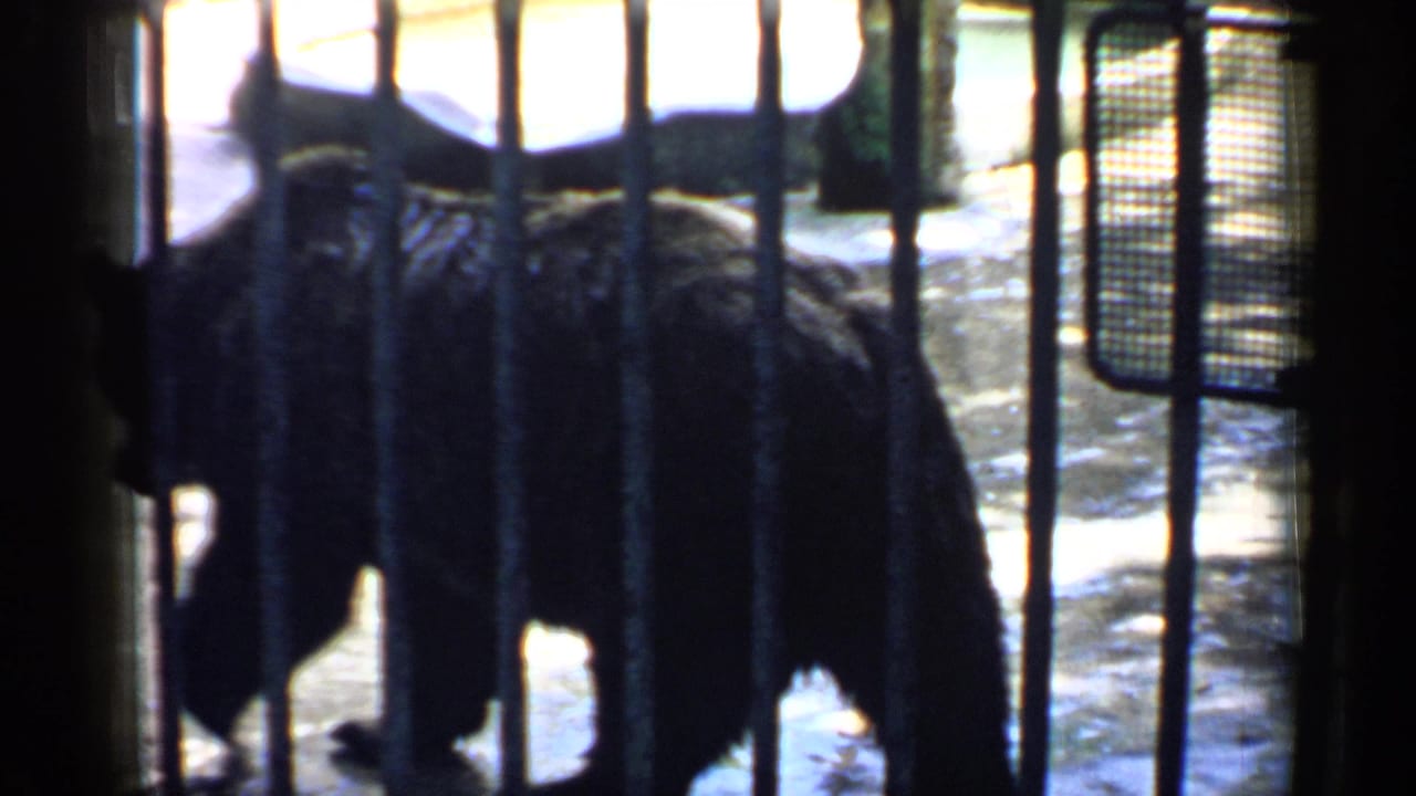 1957 Chicago zoo home-movie frame showing a dark bear partly obscured by heavy vertical cage bars.