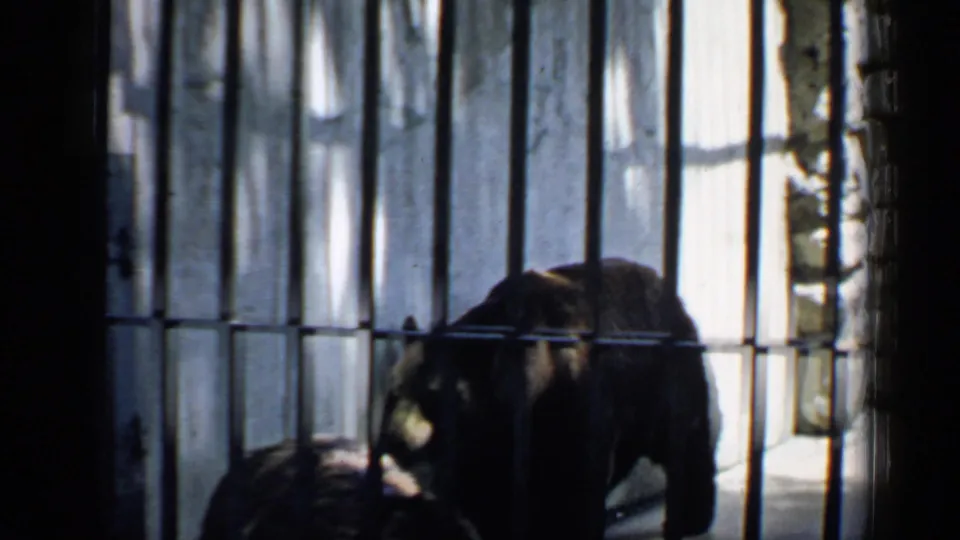 Dark bear in a barred zoo enclosure, filmed from a visitor viewpoint in Chicago in 1957.