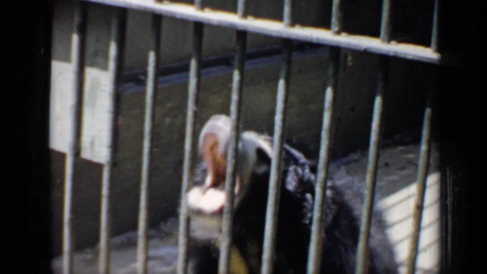 Close barred view of a dark bear with a pale muzzle inside a 1957 Chicago zoo enclosure.