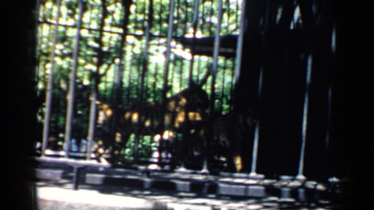 In 1957 Chicago home-movie footage, a tiger is seen behind tall cage bars with trees and sunlight beyond the enclosure.
