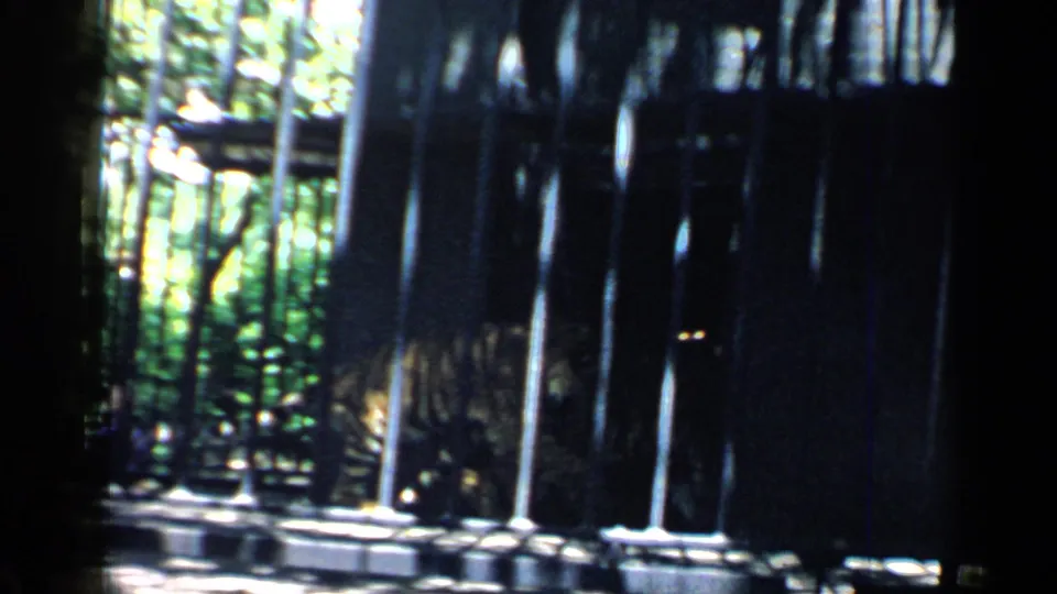A tiger appears behind the bars of a zoo cage, partly obscured by shadow and dark vertical foreground shapes.