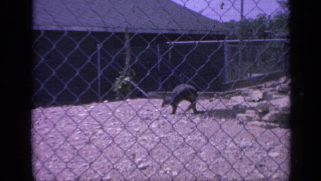 A kangaroo moves across a gravel zoo enclosure in Colorado, 1959, seen through chain-link fencing with a low dark building behind it.