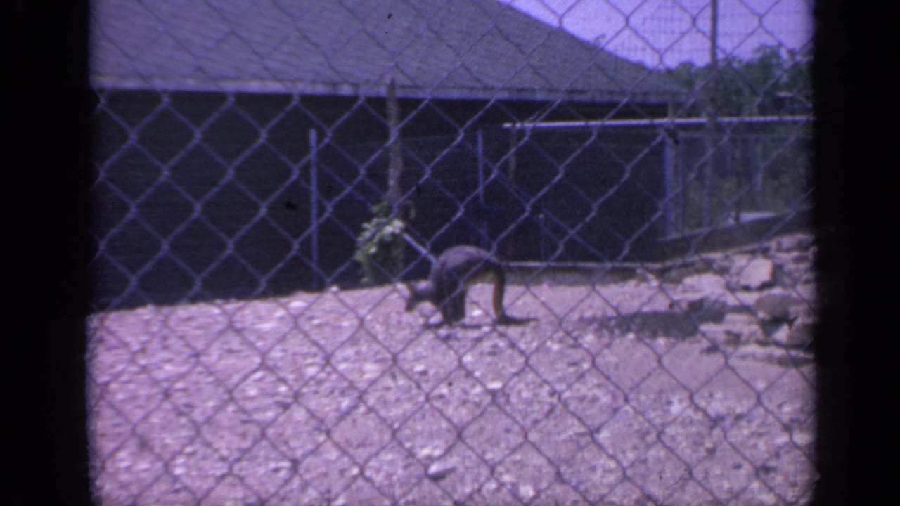 The kangaroo appears low to the gravel in the fenced Colorado zoo enclosure, framed by chain-link mesh and 8mm film edges.
