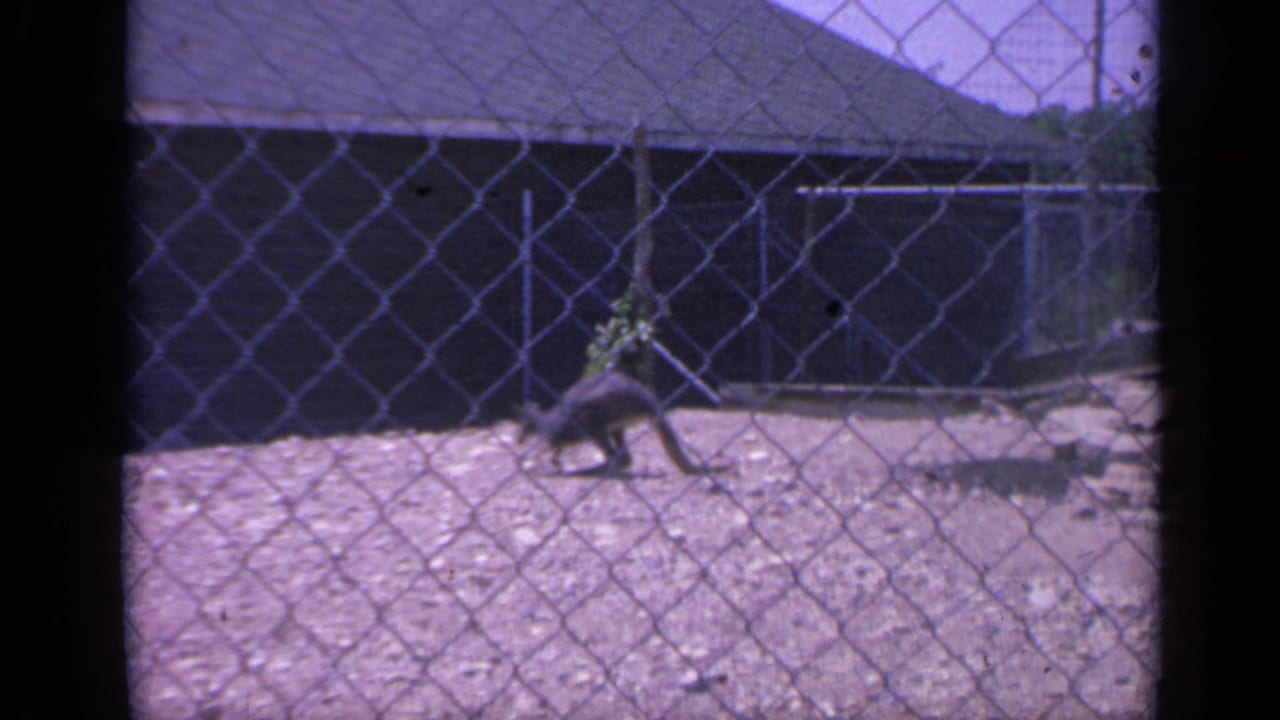A kangaroo pauses in a chain-link fenced enclosure in Colorado, 1959, with gravel, plants, and a dark low building visible behind it.