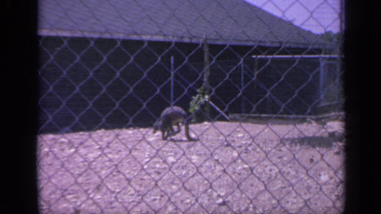 A kangaroo moves inside a fenced enclosure in 1959 Colorado home-movie footage, with a dark building and roofline behind it.