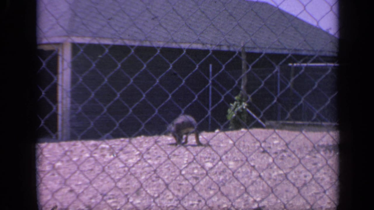 The kangaroo pauses or walks slowly behind a diamond-pattern fence, with the Colorado enclosure building visible in the background.