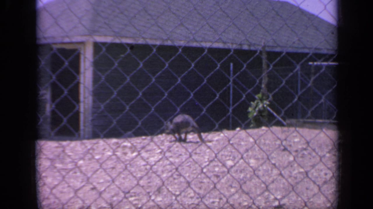 In the 1959 Colorado zoo or wildlife-park scene, the kangaroo lowers its head near the dirt while filmed through fencing.