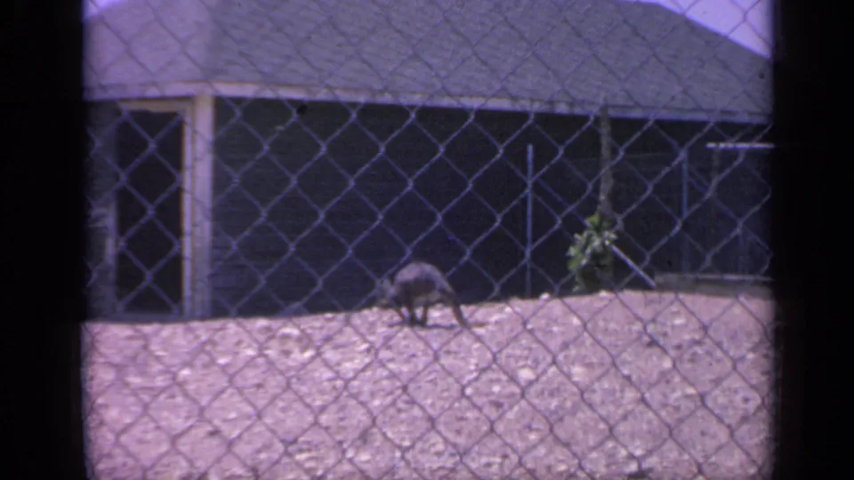 In the 1959 Colorado zoo or wildlife-park scene, the kangaroo lowers its head near the dirt while filmed through fencing.