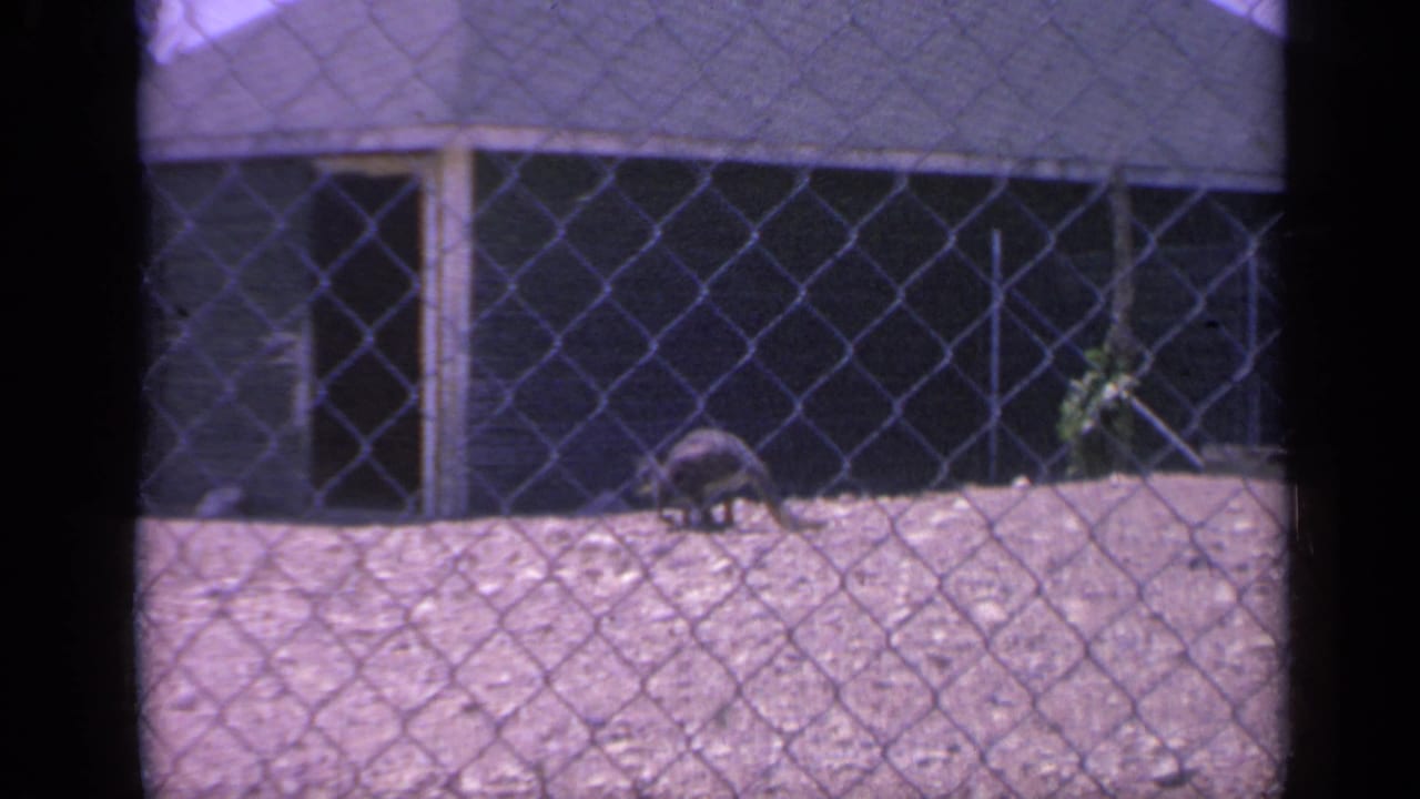 The kangaroo continues across the fenced enclosure, framed by soft purple-tinted 8mm footage and a dark background structure.