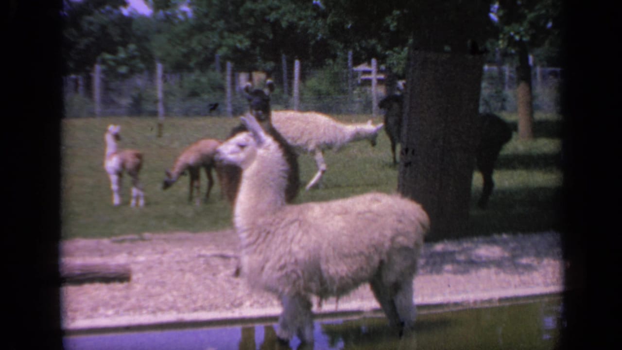 White llama stands in front of younger camelids grazing near trees and a fence.