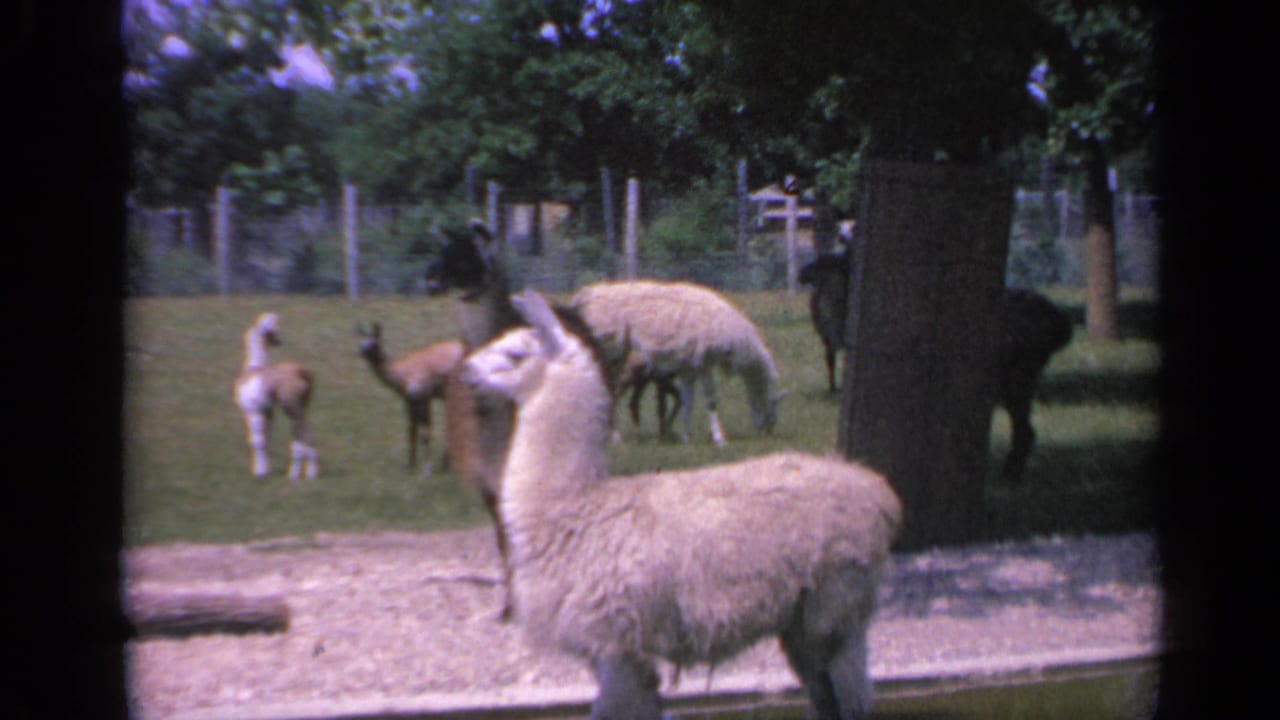 The Colorado home-movie frame shows a white llama in front, with young camelids and darker animals scattered across the enclosure.