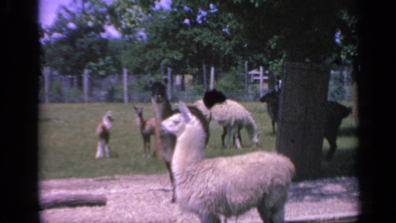 In this 1959 Colorado frame, a white llama stands near a tree as smaller camelids move and graze across the grassy pen.
