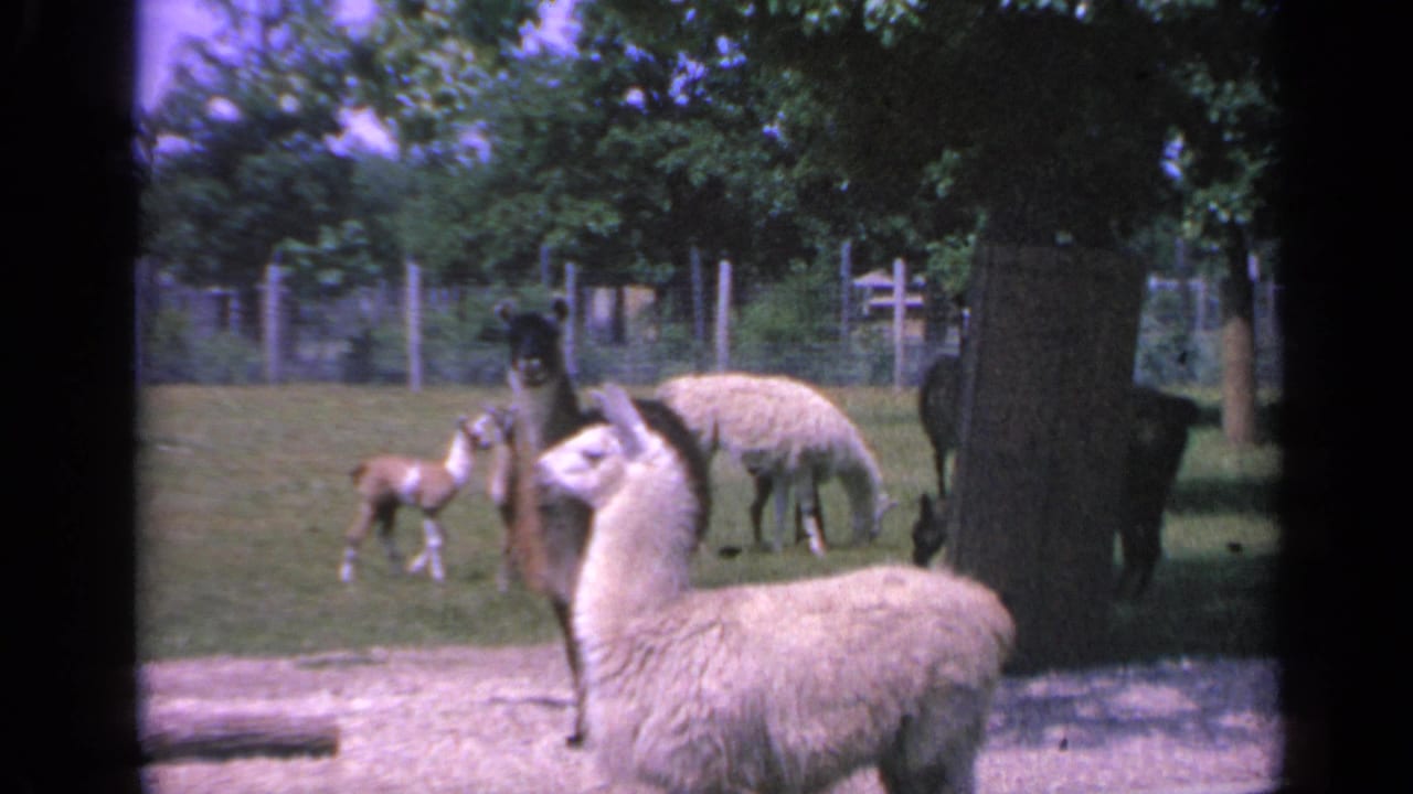 The final 1959 Colorado 8mm frame keeps the white llama foregrounded as young camelids wander near the fence under trees.