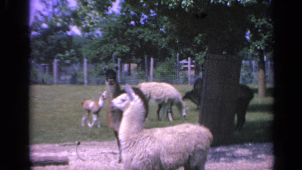 1959 Colorado home-movie frame showing alpacas in a shaded grassy enclosure, with one light-colored animal near a shallow water edge.