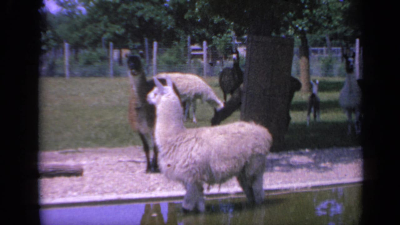 A light-colored alpaca stands beside a darker alpaca in a Colorado animal enclosure, with grass, trees, and fencing in the background.