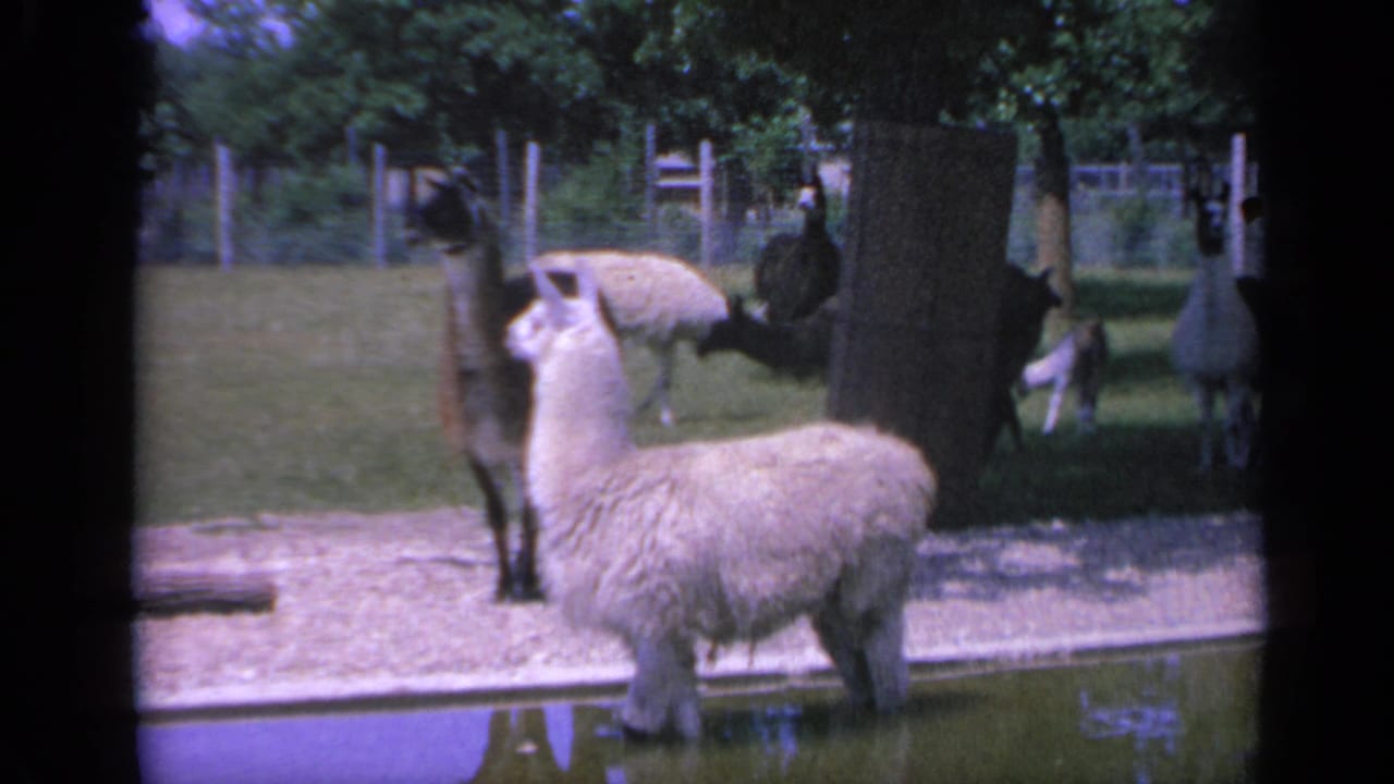 Vintage 8mm frame from Colorado showing alpacas gathered near water and trees, with a fenced grassy enclosure behind them.