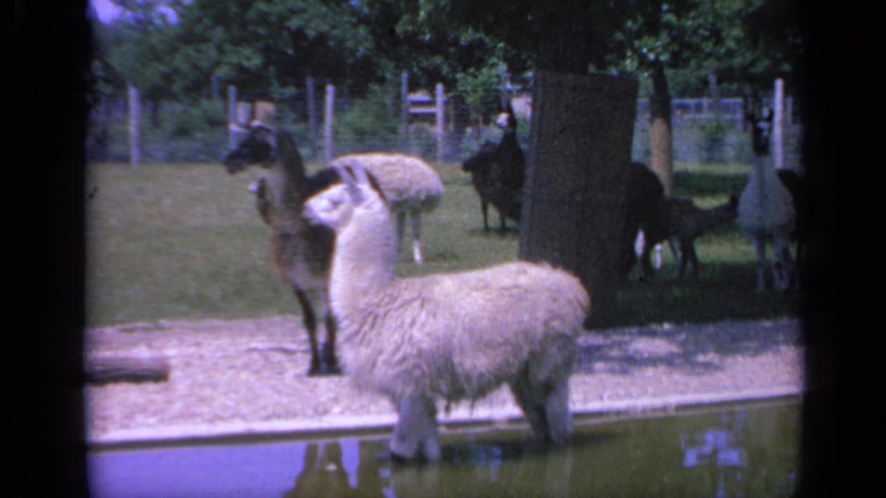 A 1959 Colorado home-movie frame shows a light alpaca near the water, with darker animals, trees, grass, and fencing behind it.