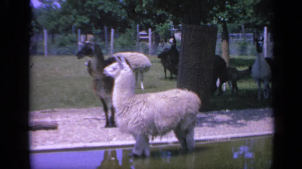 A 1959 Colorado home-movie frame shows a light alpaca near the water, with darker animals, trees, grass, and fencing behind it.