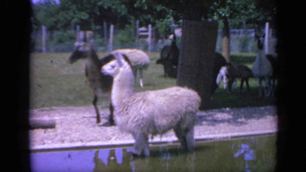 1959 Colorado zoo home-movie frame showing a white llama at the pond edge with other enclosure animals behind it.