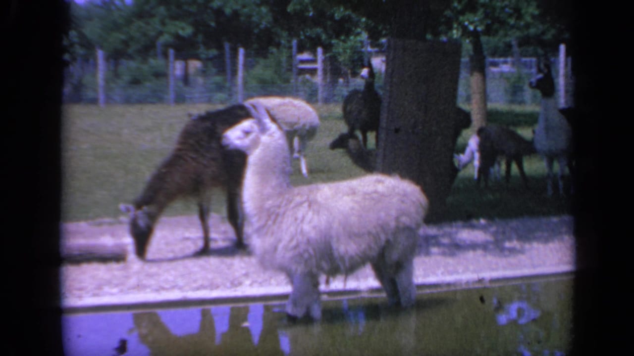 White llama stands near water as a darker animal lowers its head nearby.