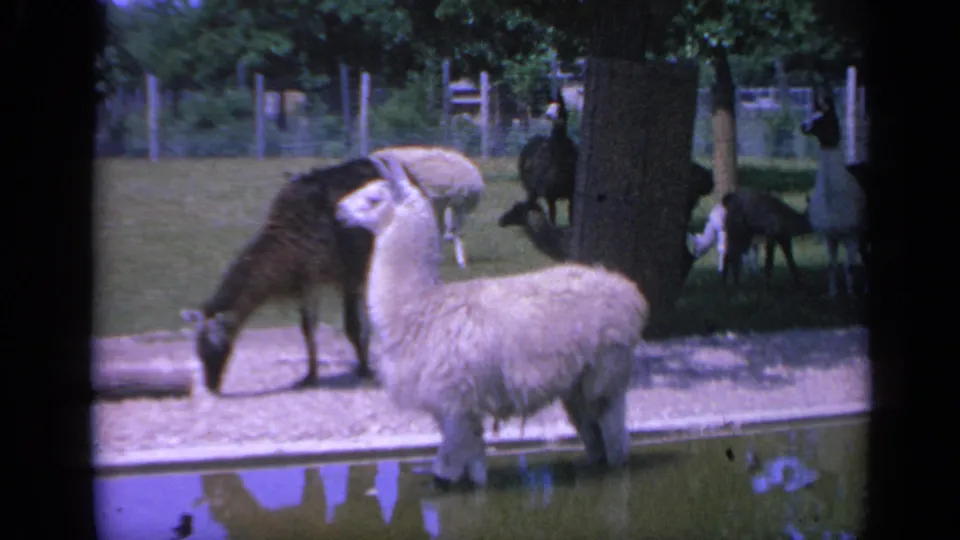 1959 Colorado zoo frame with a white llama by a small pond and a darker animal grazing or drinking nearby.