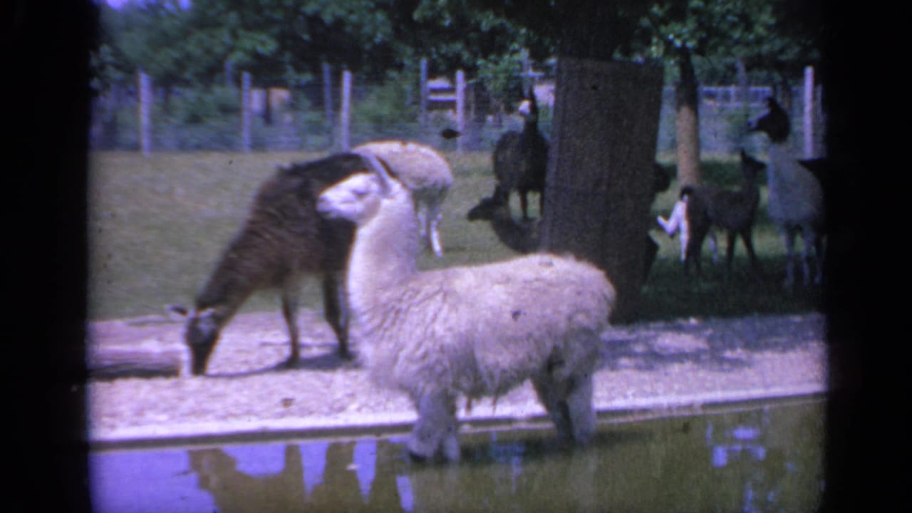 Vintage 1959 Colorado zoo frame showing a white llama at the pond edge with llamas or alpacas in the background.