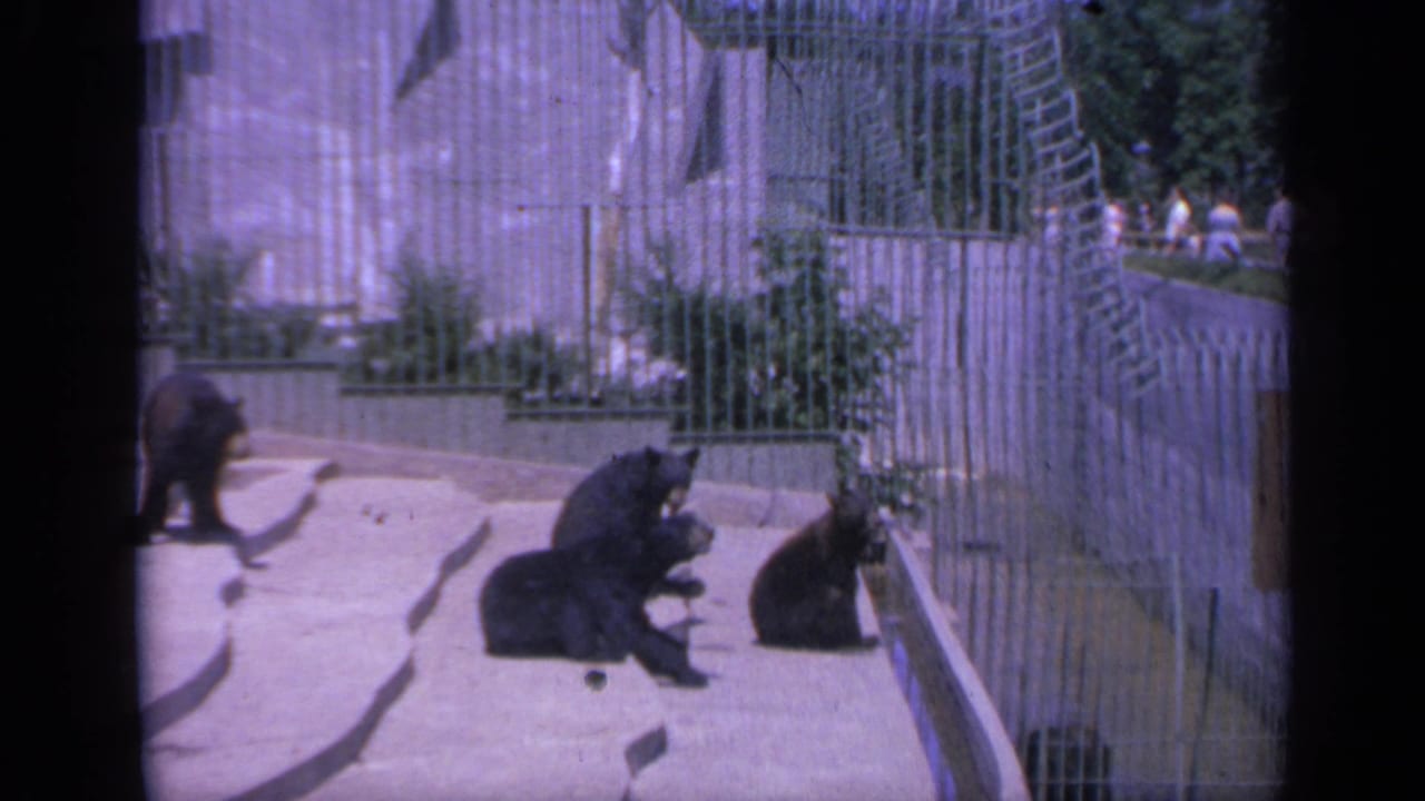 1959 Colorado zoo home-movie frame showing black bears in a concrete enclosure with chain-link fencing and distant visitors.