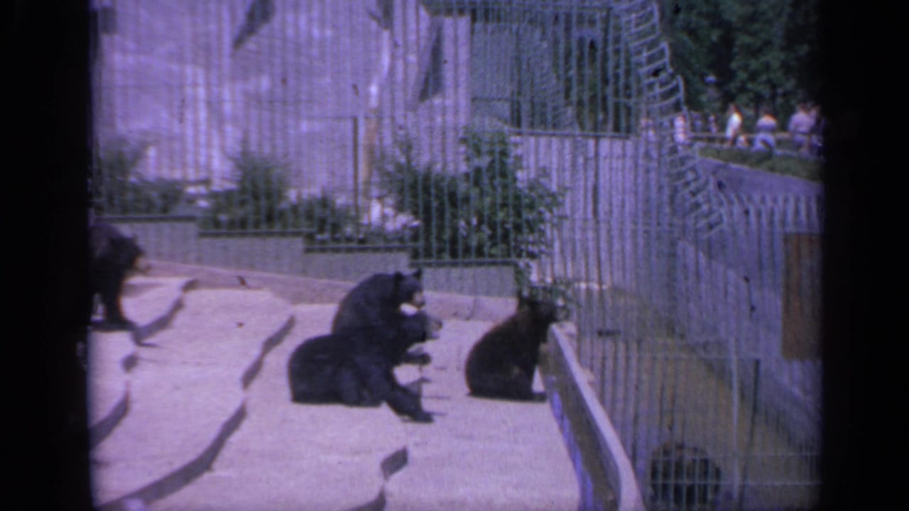 Bear cubs sit and lie on a concrete zoo enclosure beside wire fencing.