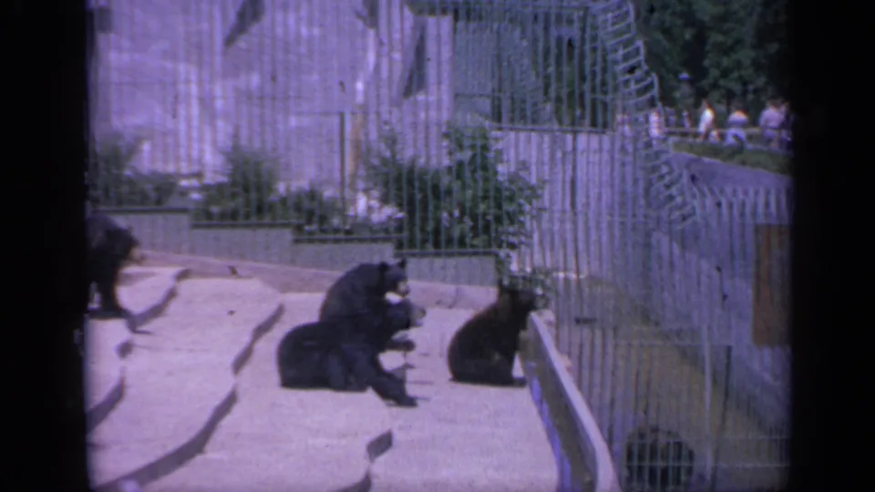 In 1959 Colorado home-movie footage, black bear cubs rest and sit on a concrete platform inside a fenced zoo enclosure.