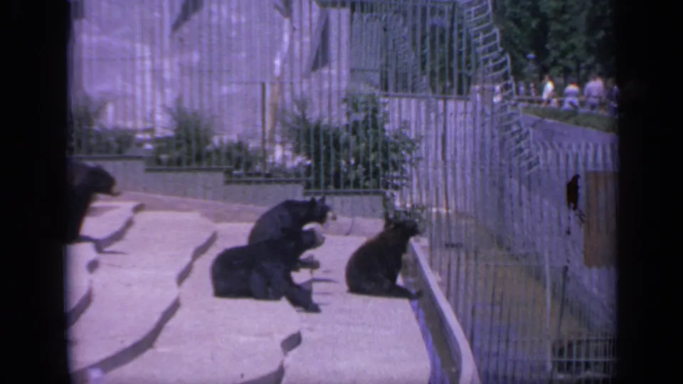 Bear cubs are seen near wire fencing in a Colorado zoo enclosure, with visitors faintly visible beyond the cage.