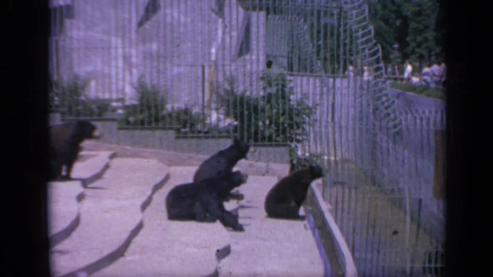 A visitor-shot 1959 zoo view shows bear cubs sitting and resting on concrete within a wire-fenced enclosure in Colorado.