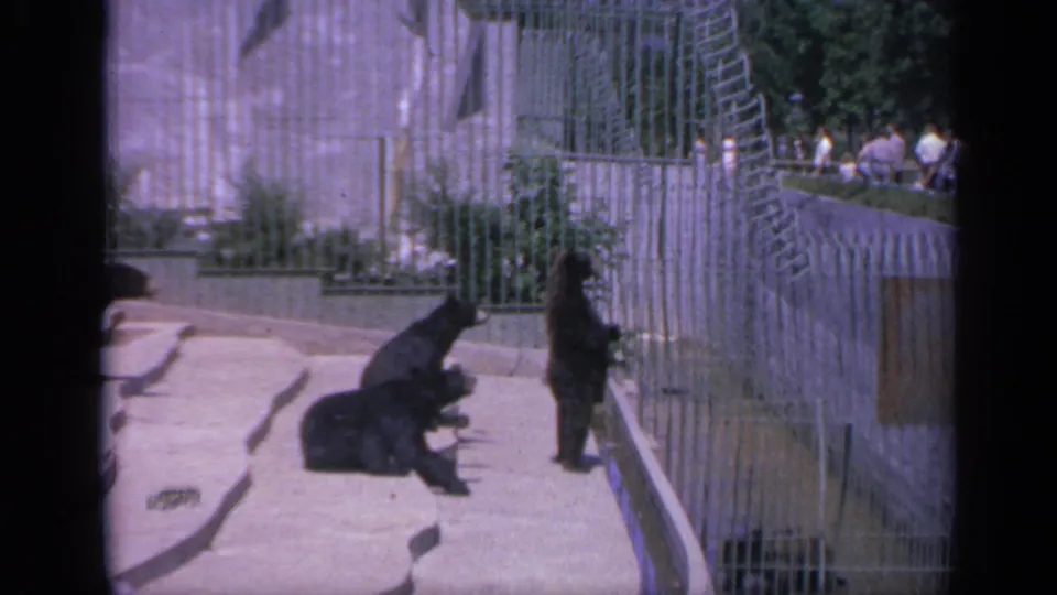One bear cub stands near the fence while other cubs remain seated on the concrete platform in the 1959 Colorado zoo scene.