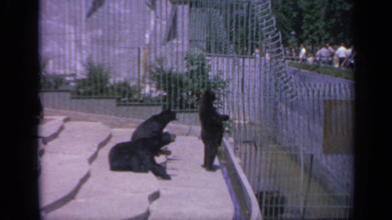 1959 Colorado 8mm frame showing black bear cubs resting and standing inside a concrete zoo enclosure with visitors beyond the fence.