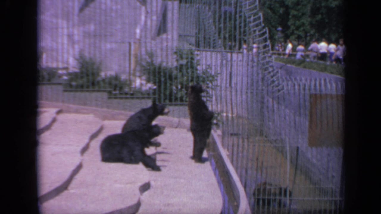 1959 Colorado zoo footage frame with two black bear cubs low on the concrete and one cub standing near the metal barrier.