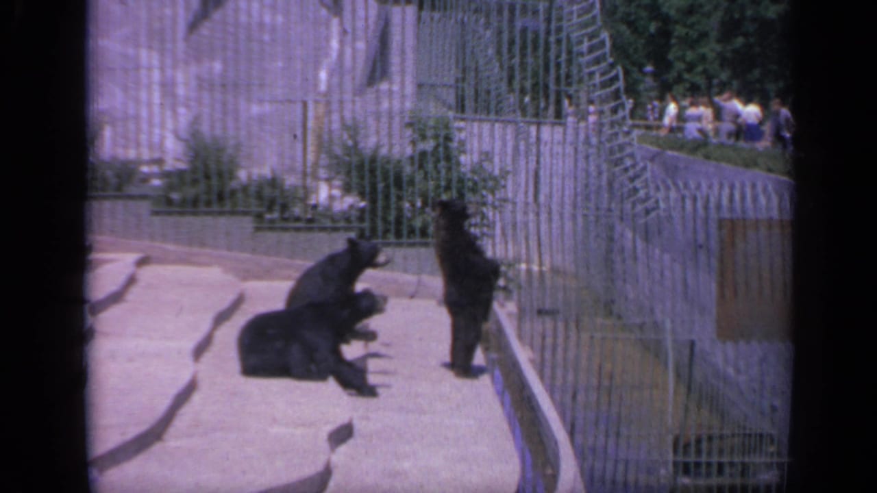 1959 Colorado 8mm frame of black bear cubs inside a concrete zoo habitat, with visitors faintly visible behind the enclosure.