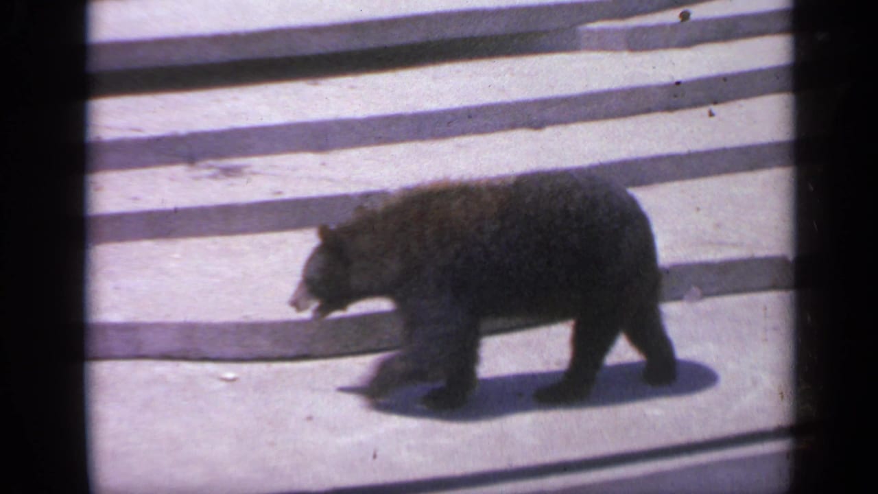 1959 Colorado 8mm frame showing a black bear walking across the concrete floor of a zoo enclosure with stepped edges behind it.