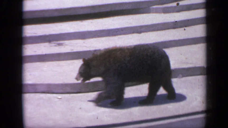 1959 Colorado 8mm frame showing a black bear walking across the concrete floor of a zoo enclosure with stepped edges behind it.