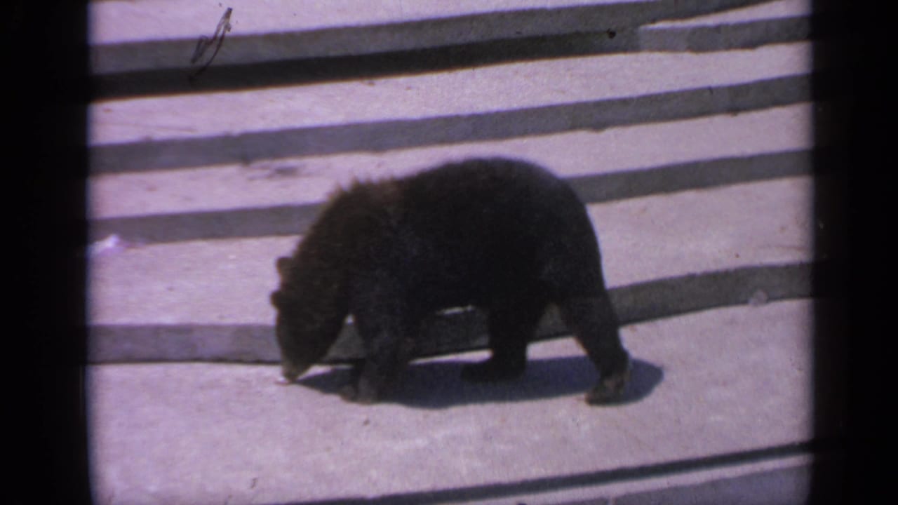 Young dark bear sniffing the concrete near stepped edges.