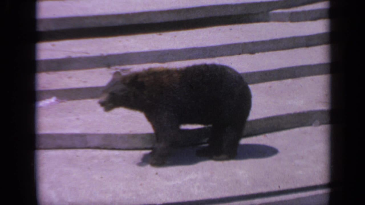 Young bear walking across concrete in profile.