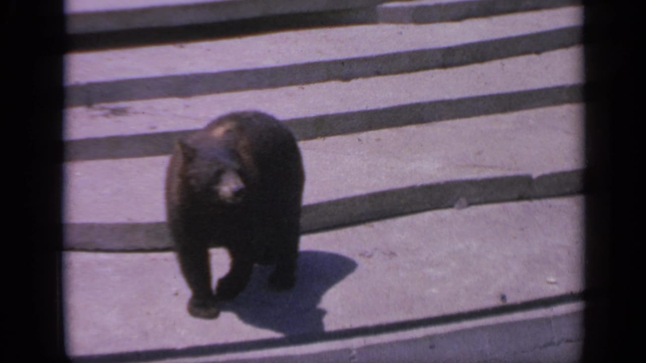 The bear turns toward the camera on the concrete, with bright sun and a dark shadow visible in the 8mm frame.