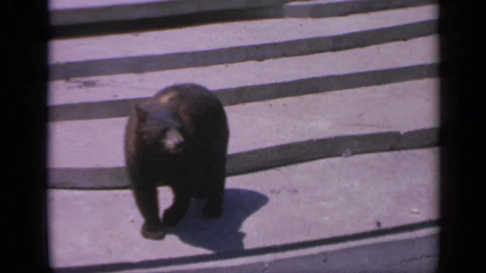 The bear turns toward the camera on the concrete, with bright sun and a dark shadow visible in the 8mm frame.